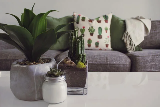 plantas e qualidade de vida