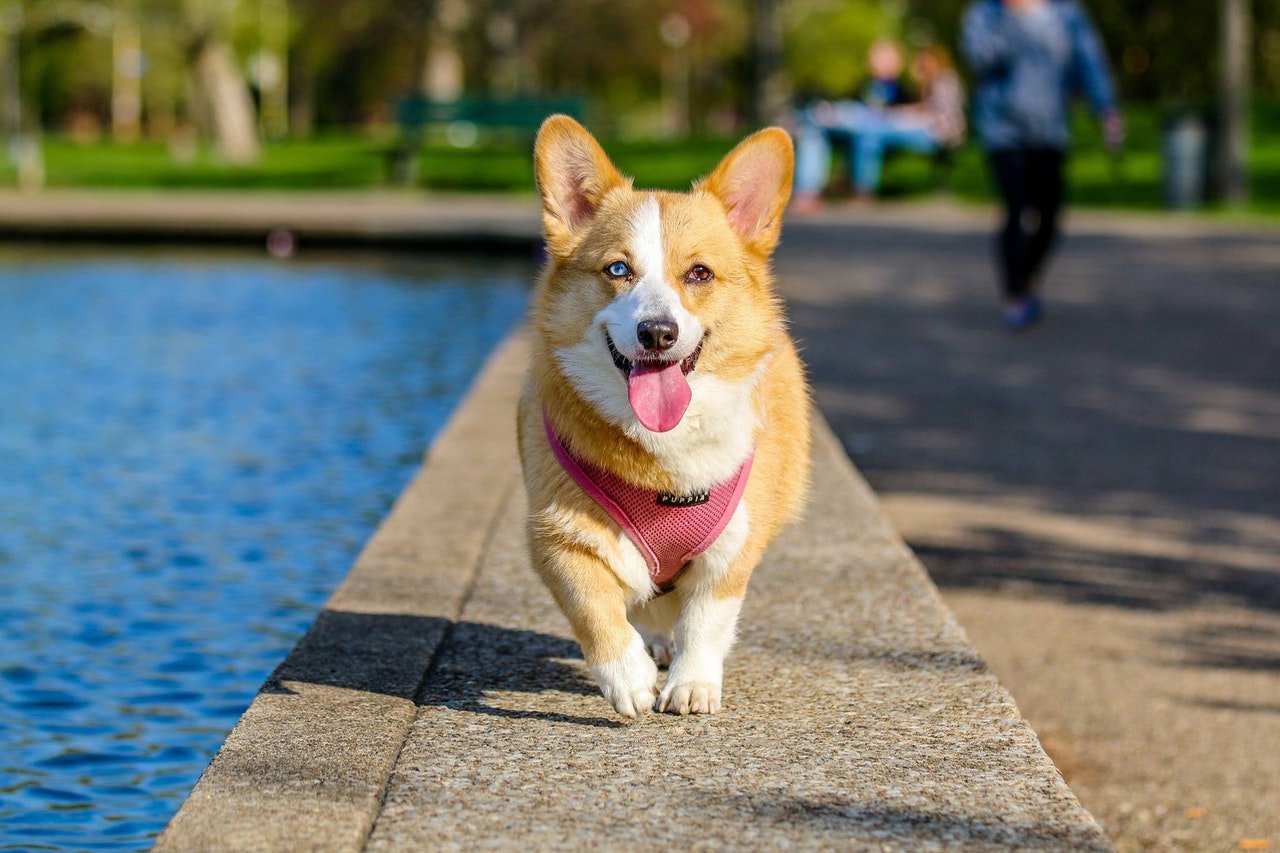 Serviço de Banho e Tosa Delivery Gama - Banho e Tosa Táxi Dog