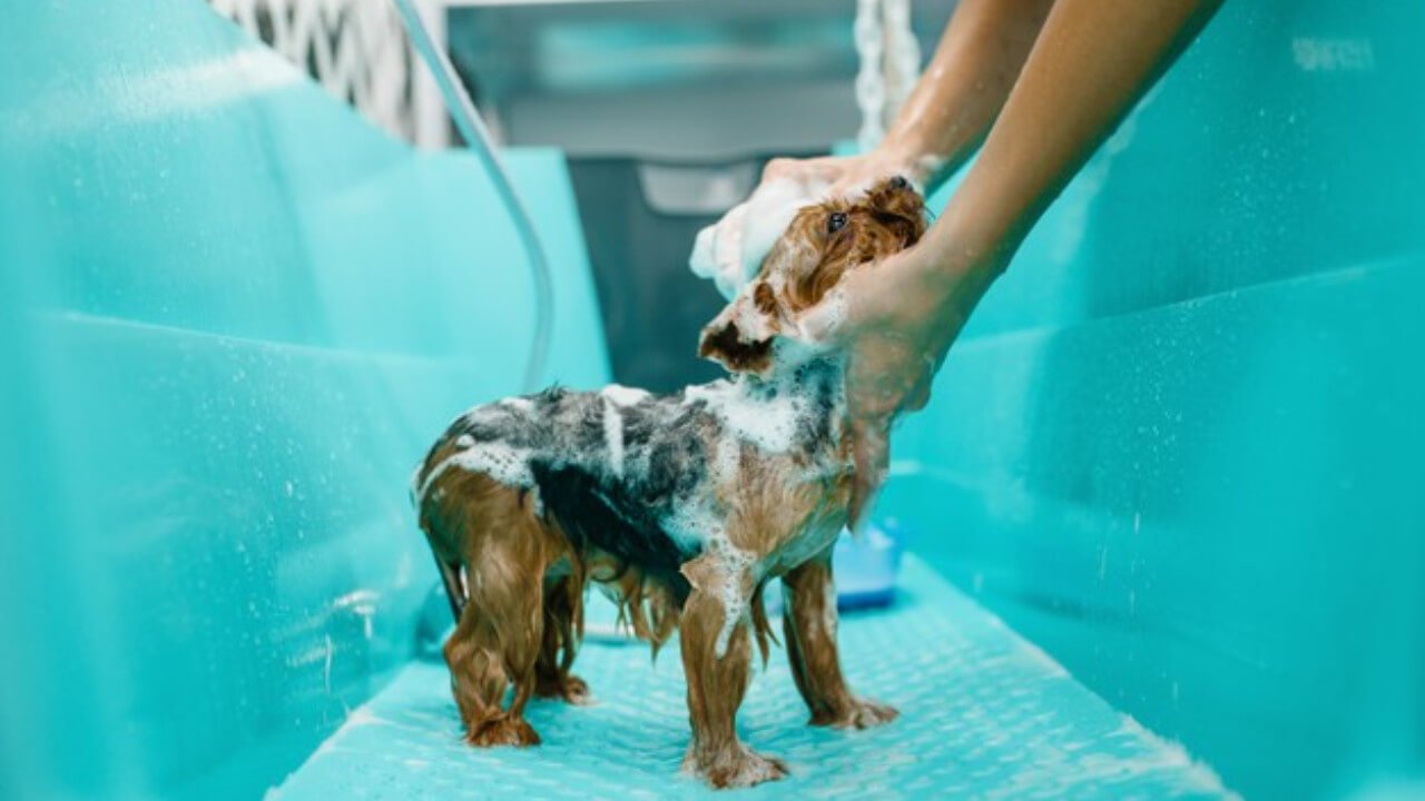 Serviço de Banho e Tosa Delivery Gama - Banho e Tosa Táxi Dog