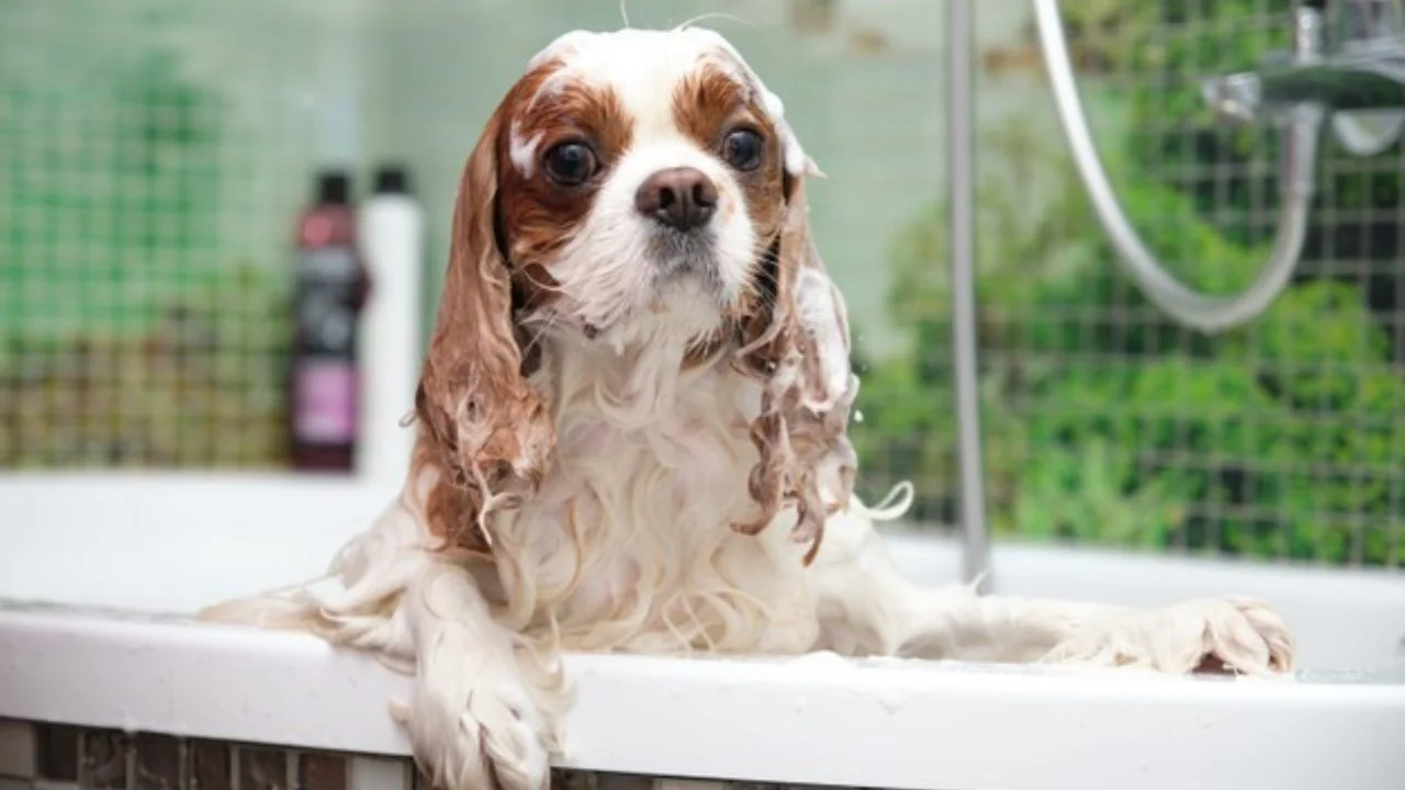 banho pet fun leblon