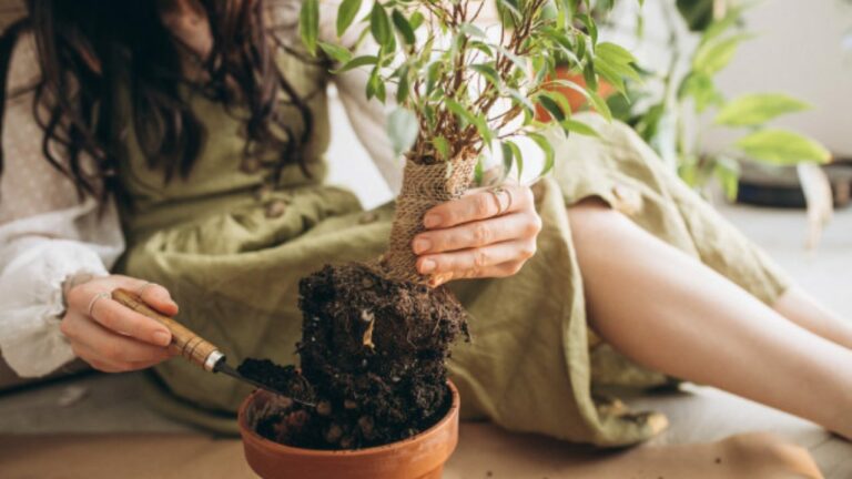 Feng Shui no jardim: técnicas imperdíveis