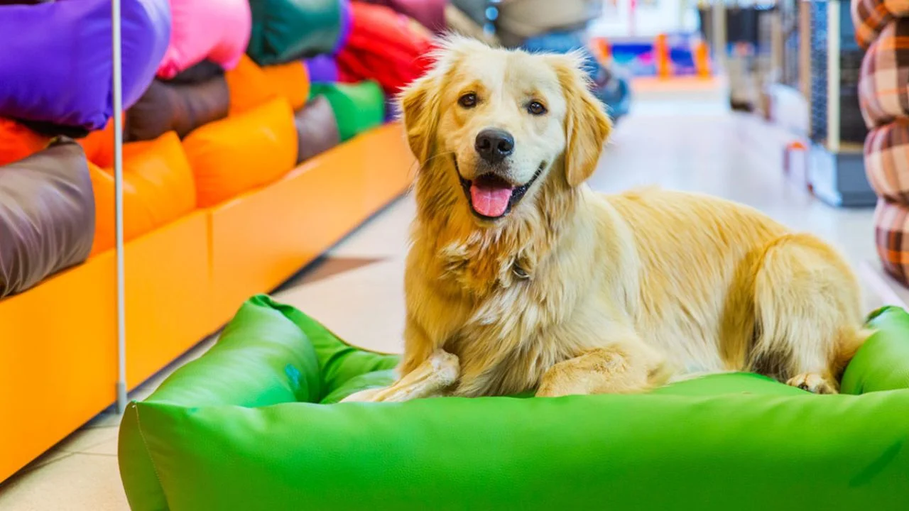 pet shop