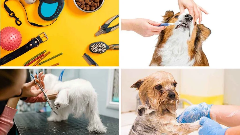 pet-fun-ipanema