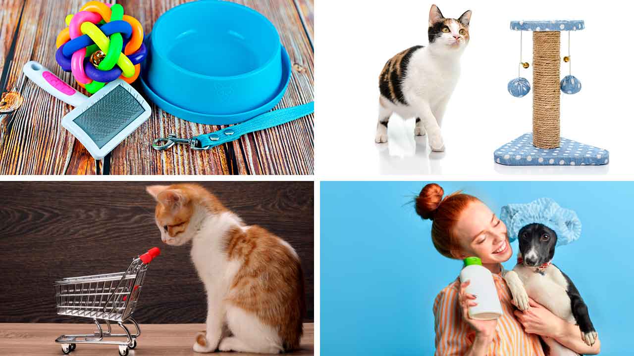 pet-fun-ipanema