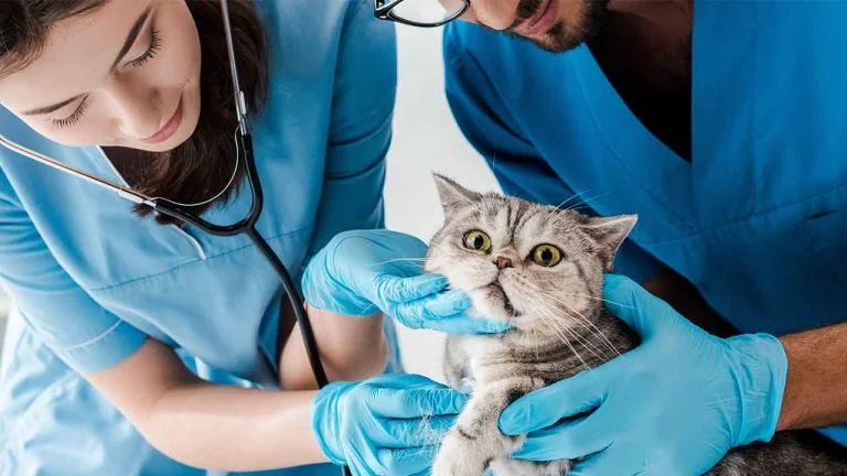 The Cat From Ipanema – Clínica veterinária em Ipanema