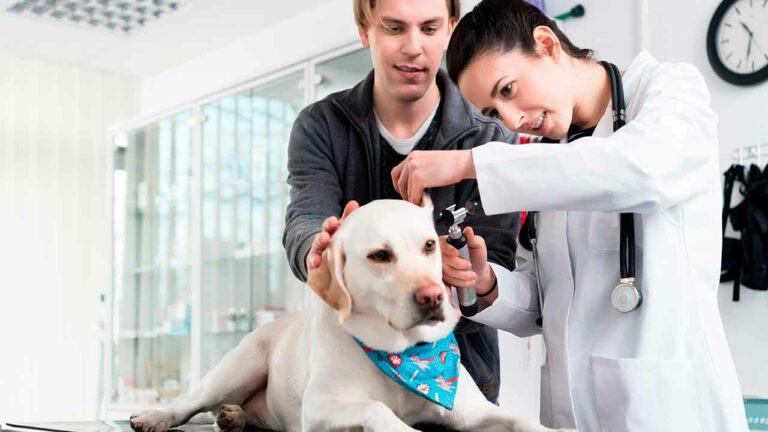 The Pet From Ipanema – Veterinário 24h em Ipanema