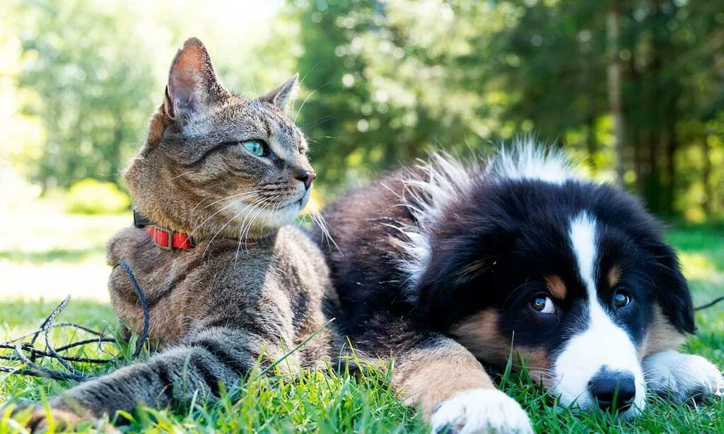 Cão e gato Pet Shop Copacabana Rio de Janeiro